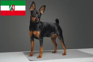 Read more about the article Criadores de Pinscher miniatura e cachorros em Renânia do Norte-Vestefália