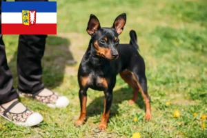 Read more about the article Criadores de Pinscher miniatura e cachorros em Schleswig-Holstein