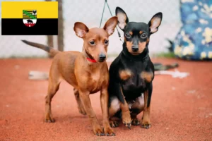 Read more about the article Criadores de Pinscher miniatura e cachorros em Saxónia-Anhalt