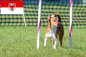 Read more about the article Podenco criadores e cachorros em Brandenburg