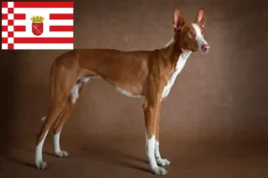 Read more about the article Podenco criadores e cachorros em Bremen