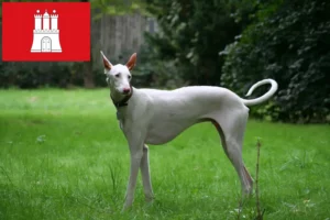 Read more about the article Podenco criadores e cachorros em Hamburgo