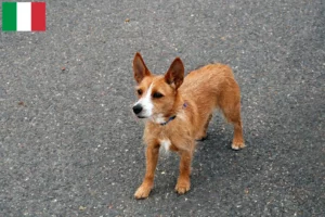 Read more about the article Podenco criadores e cachorros em Itália