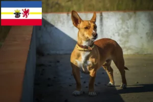 Read more about the article Criadores de Podenco e cachorros em Mecklenburg-Vorpommern