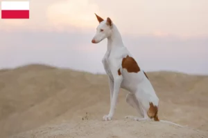 Read more about the article Podenco criadores e cachorros na Polónia