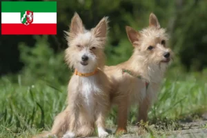 Read more about the article Podenco criadores e cachorros na Renânia do Norte-Vestefália