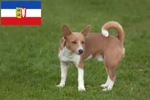 Read more about the article Criadores de Podenco e cachorros em Schleswig-Holstein