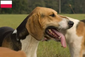 Read more about the article Criadores de Poitevin e cachorros na Polónia