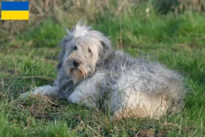 Read more about the article Criadores de PON e cachorros na Ucrânia