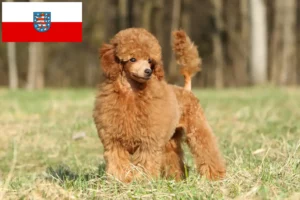 Read more about the article Criadores de caniches e cachorros em Thuringia