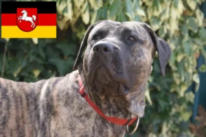 Read more about the article Criadores de Presa Canario e cachorros na Baixa Saxónia