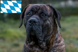 Read more about the article Presa Canario criadores e cachorros em Bavaria