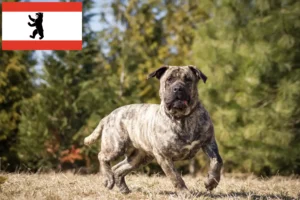 Read more about the article Presa Canario criadores e cachorros em Berlim