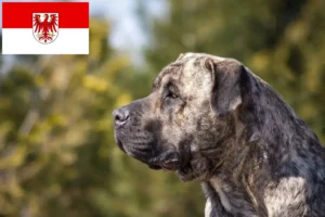 Read more about the article Presa Canario criadores e cachorros em Brandenburg