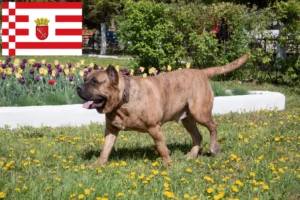 Read more about the article Presa Canario criadores e cachorros em Bremen