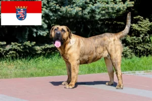 Read more about the article Presa Canario criadores e cachorros em Hessen