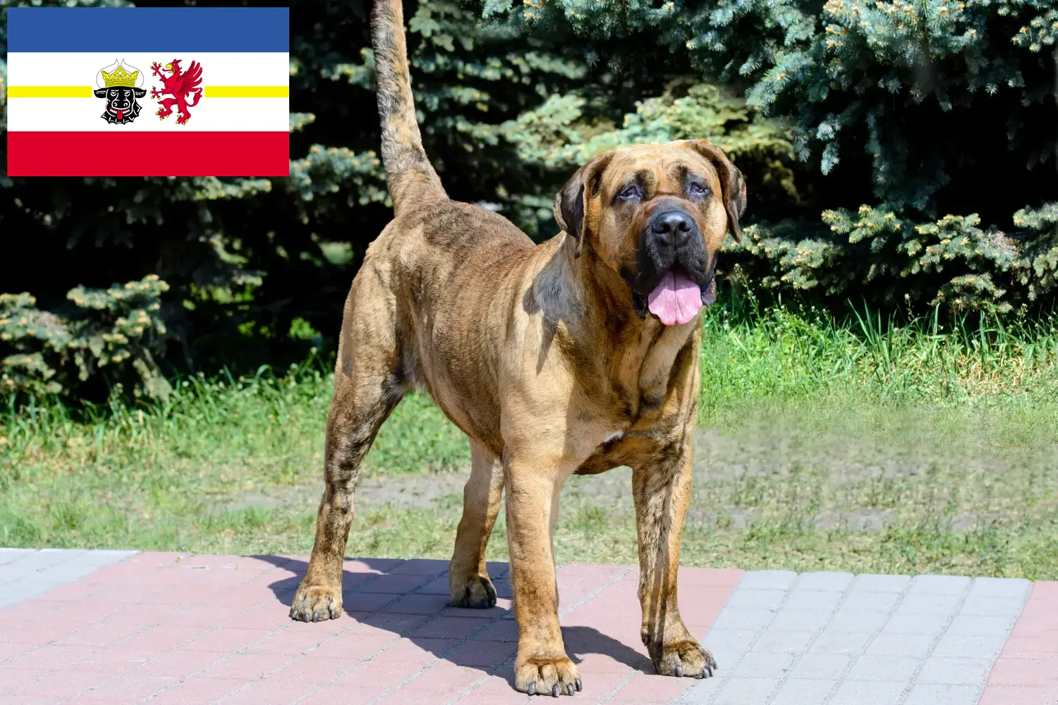 Read more about the article Presa Canario criadores e cachorros em Mecklenburg-Vorpommern