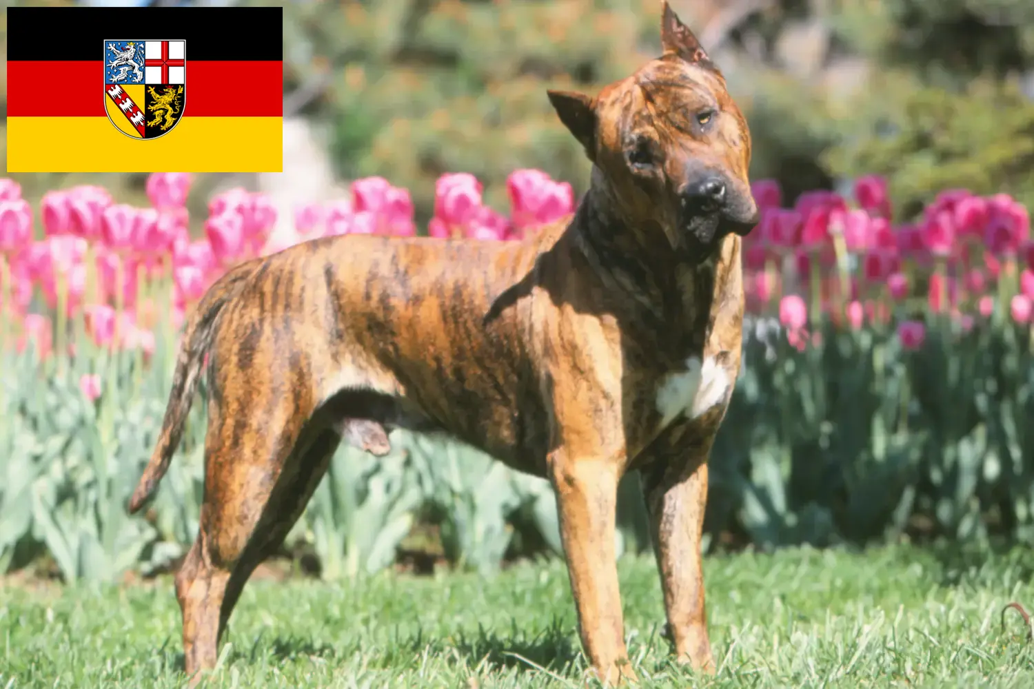 Read more about the article Presa Canario criadores e cachorros em Saarland