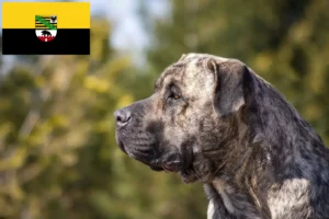 Read more about the article Presa Canario criadores e cachorros em Saxónia-Anhalt