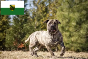 Read more about the article Presa Canario criadores e cachorros em Saxónia