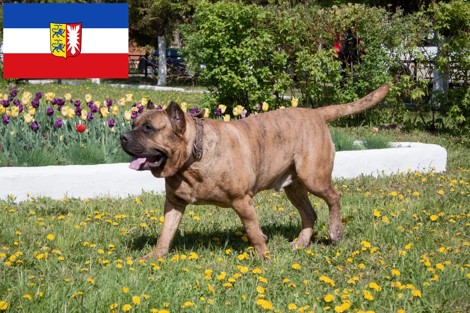 Read more about the article Criadores de Presa Canario e cachorros em Schleswig-Holstein