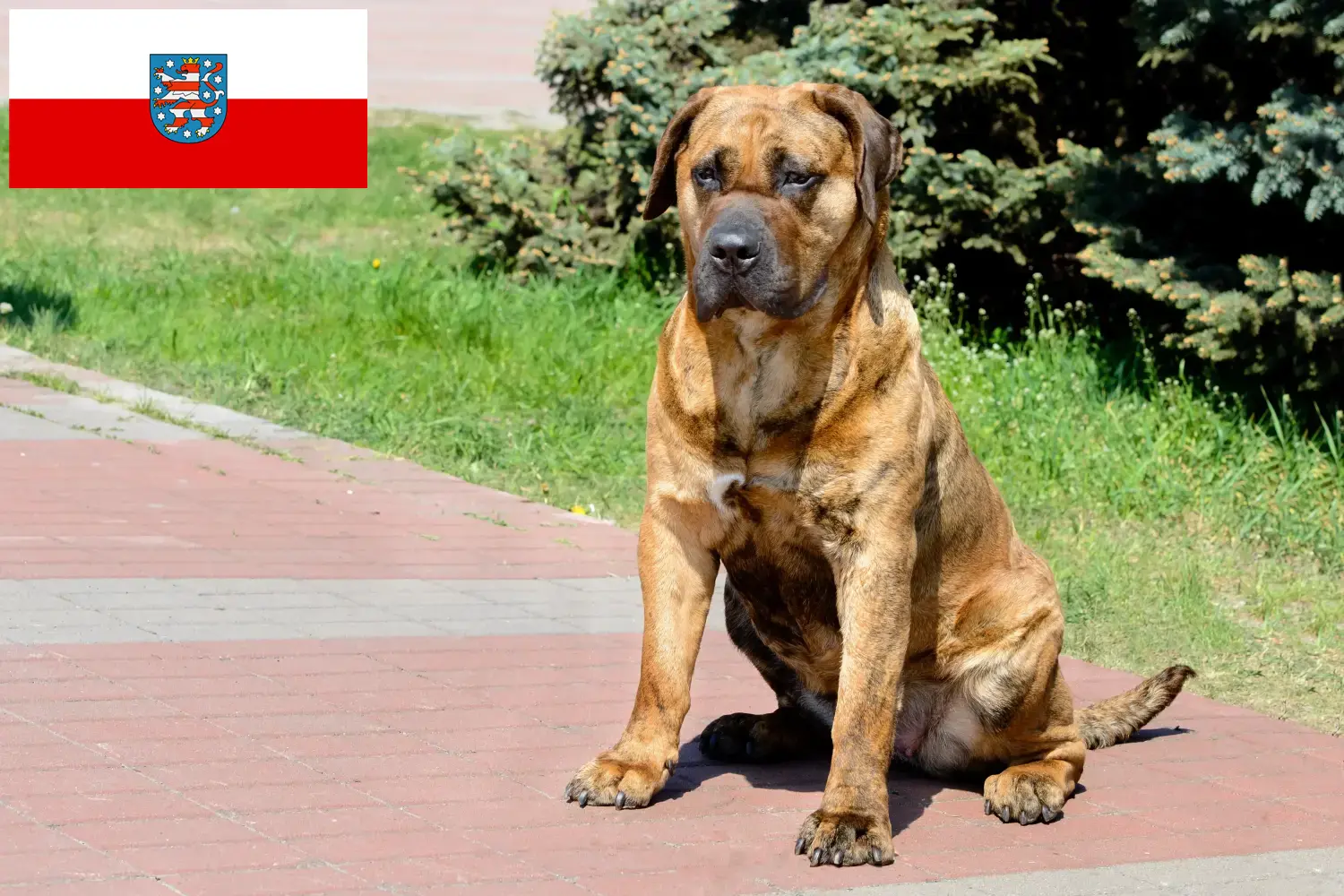 Read more about the article Presa Canario criadores e cachorros em Thuringia