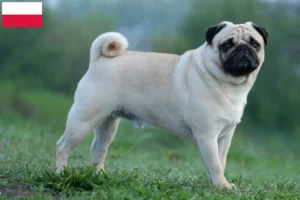 Read more about the article Criadores de pug e cachorros na Polónia