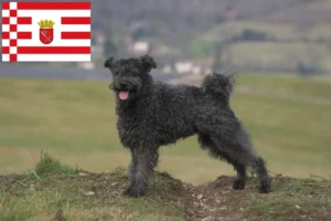 Read more about the article Criadores de Pumi e cachorros em Bremen