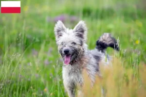 Read more about the article Criadores de Pumi e cachorros na Polónia