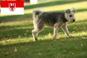 Read more about the article Criadores de Pumi e cachorros em Brandenburg