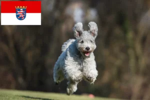 Read more about the article Criadores de Pumi e cachorros em Hessen