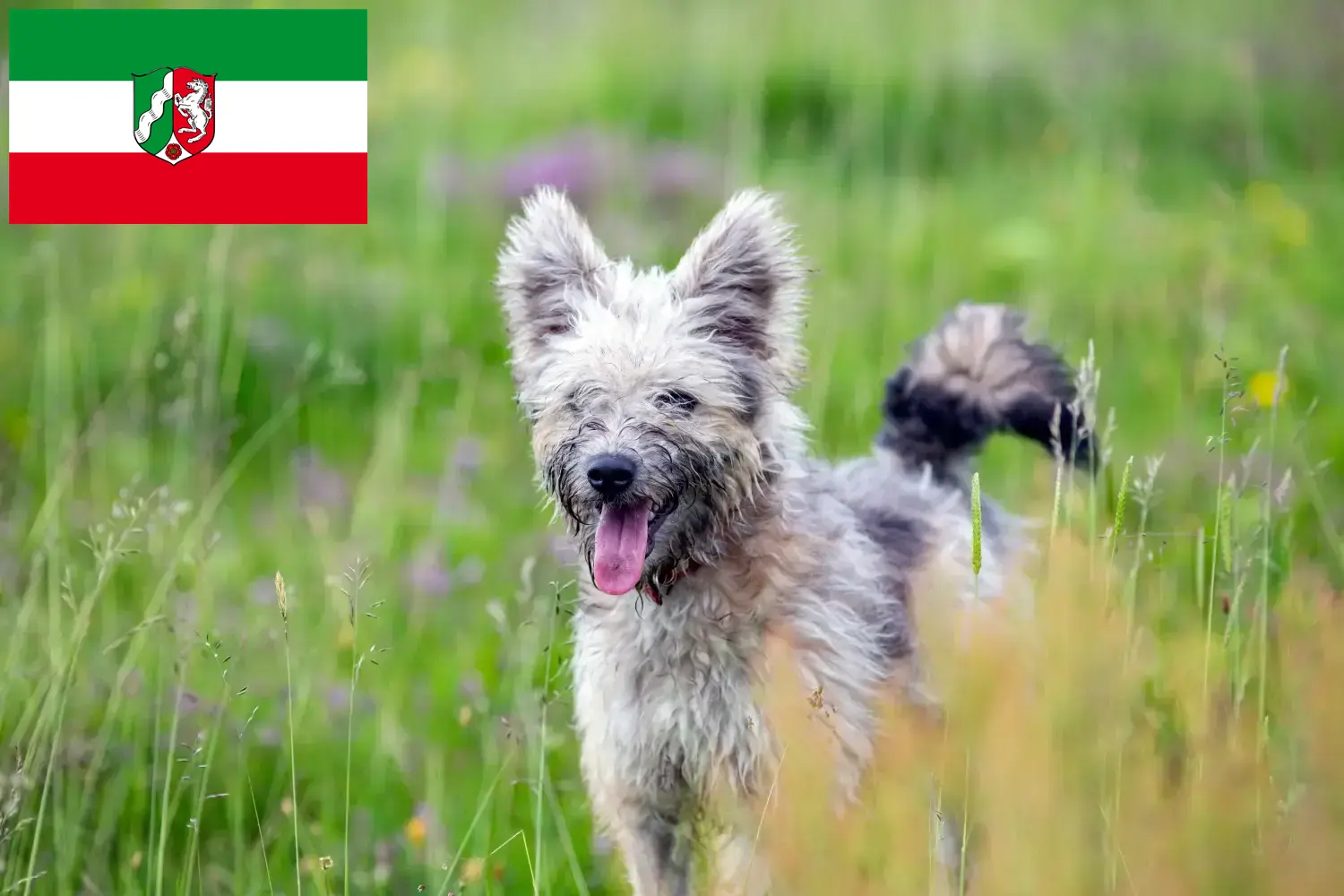 Read more about the article Criadores de Pumi e cachorros na Renânia do Norte-Vestefália