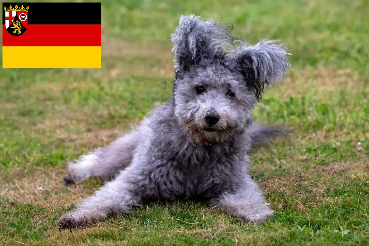 Read more about the article Criadores de Pumi e cachorros em Renânia-Palatinado