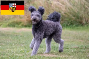 Read more about the article Criadores de Pumi e cachorros em Saarland