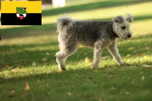 Read more about the article Criadores de Pumi e cachorros em Saxónia-Anhalt