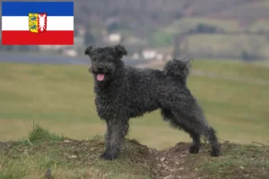 Read more about the article Criadores de Pumi e cachorros em Schleswig-Holstein