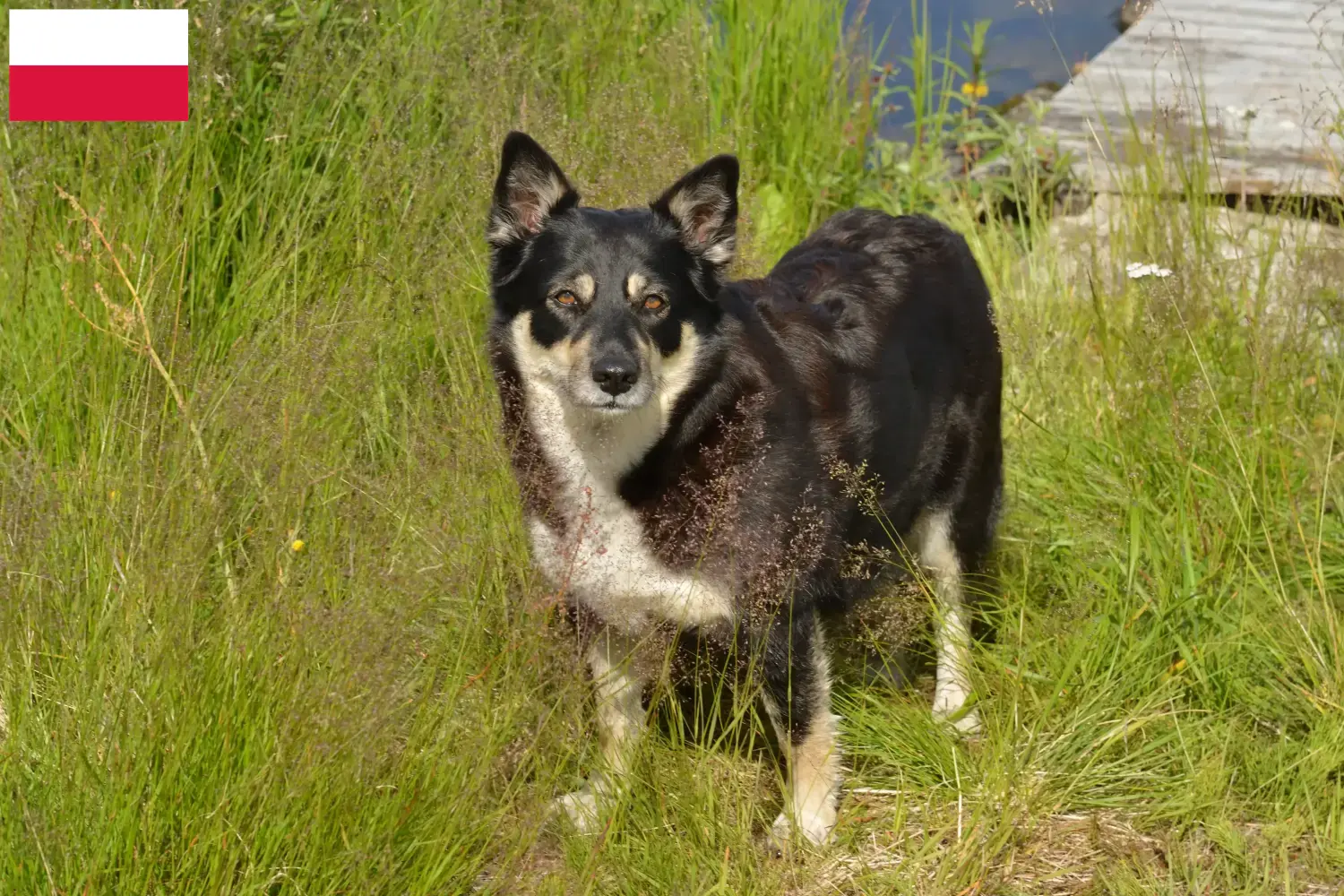 Read more about the article Criador de cães de rena da Lapónia e cachorros na Polónia