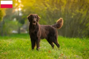 Read more about the article Criadores de Flat Coated Retriever e cachorros na Polónia