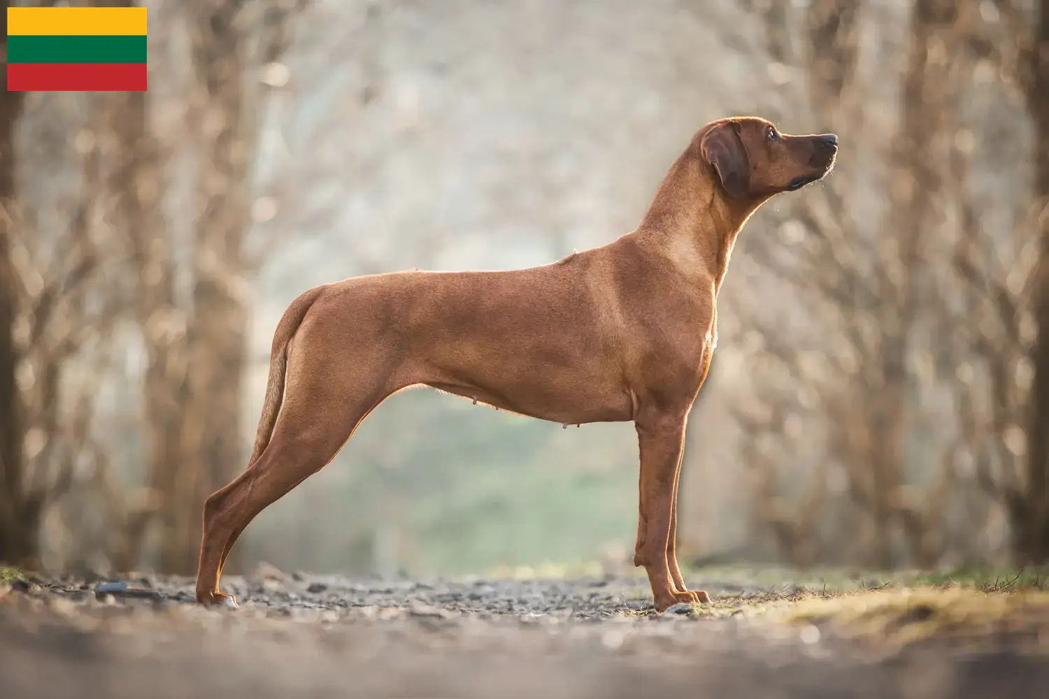 Read more about the article Criadores de Rhodesian Ridgeback e cachorros na Lituânia