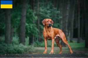 Read more about the article Criadores de Rhodesian Ridgeback e cachorros na Ucrânia