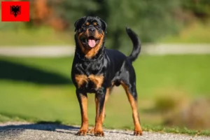 Read more about the article Criadores de Rottweiler e cachorros na Albânia