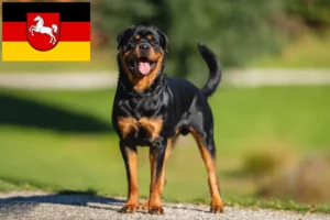 Read more about the article Criadores de Rottweiler e cachorros na Baixa Saxónia