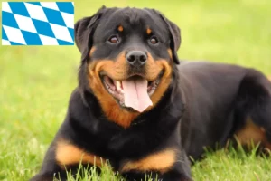 Read more about the article Criadores de Rottweiler e cachorros na Baviera