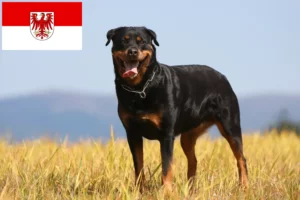 Read more about the article Criadores de Rottweiler e cachorros em Brandenburg