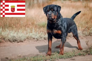 Read more about the article Criadores de Rottweiler e cachorros em Bremen