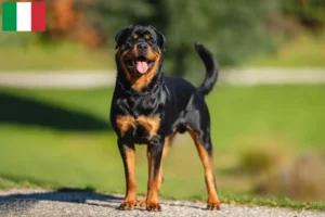 Read more about the article Criadores de Rottweiler e cachorros em Itália