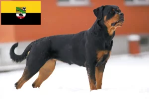 Read more about the article Criadores de Rottweiler e cachorros em Saxónia-Anhalt