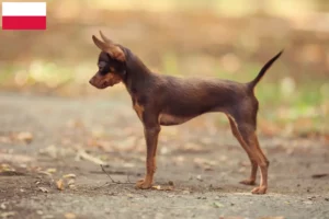 Read more about the article Russkiy Toy criadores e cachorros na Polónia