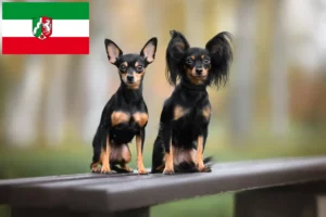 Read more about the article Criadores de Russkiy Toy e cachorros na Renânia do Norte-Vestefália