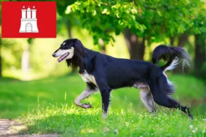 Read more about the article Criadores de saluki e cachorros em Hamburgo